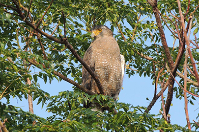 photo 5 of Iriomote-Ishigaki National Park