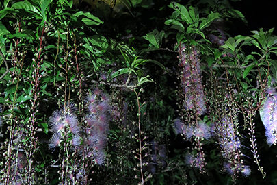 photo 10 of Iriomote-Ishigaki National Park