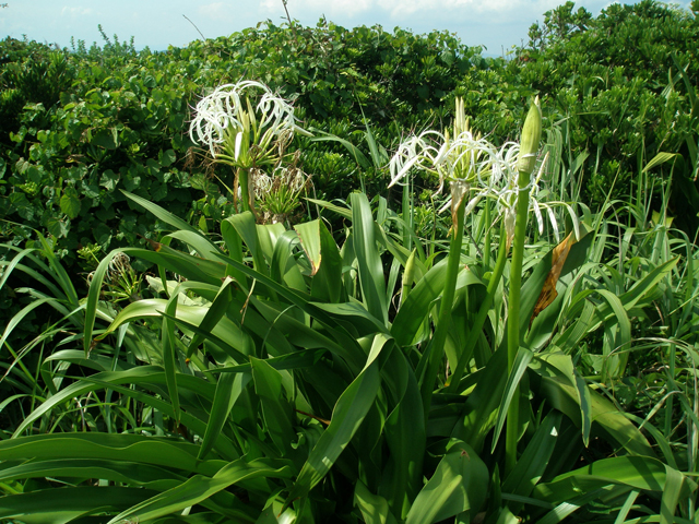 photo of Crinum asiaticum L. var. japonicum