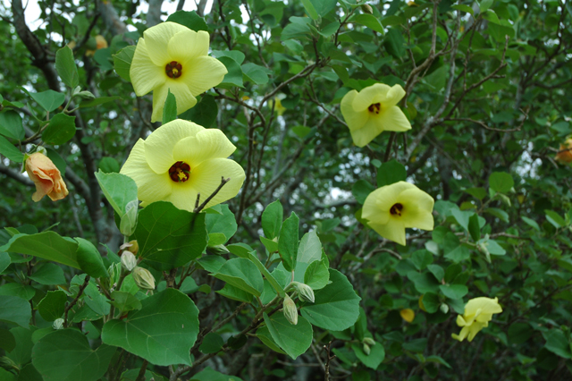 photot of Hibiscus hamabo