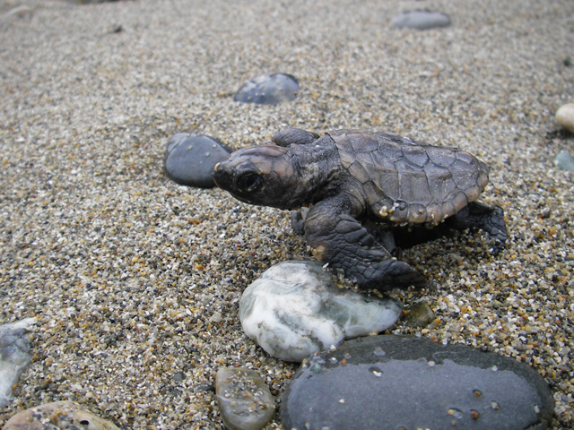 photo of Loggerhead Turtle 