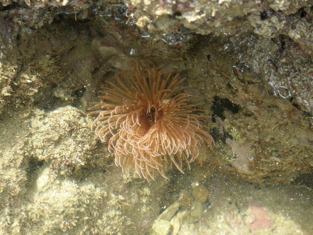 タイトル　ケヤリムシ（甲賀浅浜）