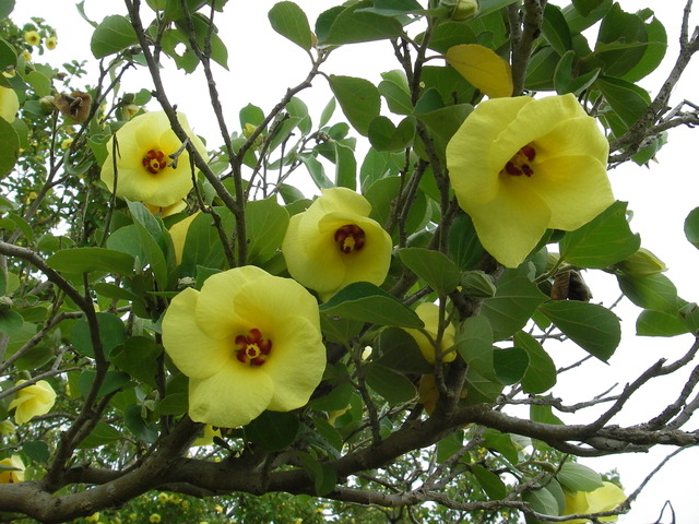 タイトル　ハマボウの花