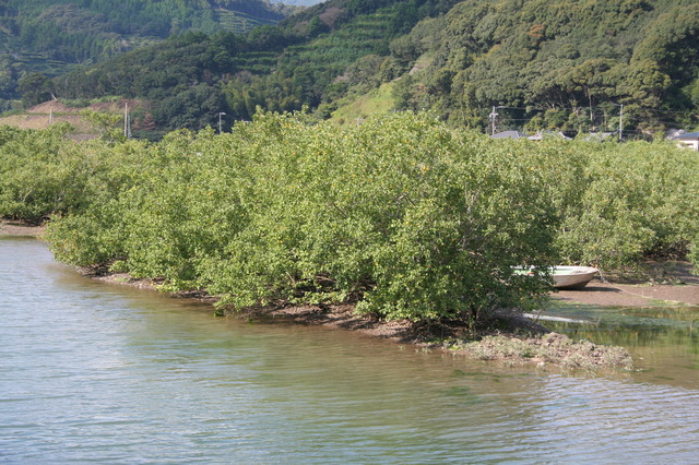 タイトル　伊勢路川河口ハマボウ群落