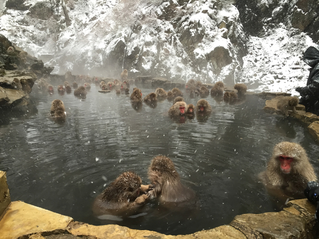 photo of Jigokudani Yaen-Koen(Snow Monkey)