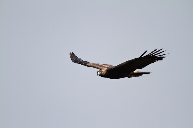 photo of Golden Eagle (Aquila chrysaetos japonica), Joetsu Myoko Trekking and Hiking