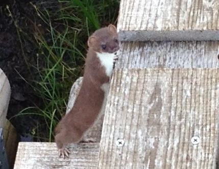 photo of Japanese Stoat (Mustela ermine a nippon), Joetsu Myoko Trekking and Hiking