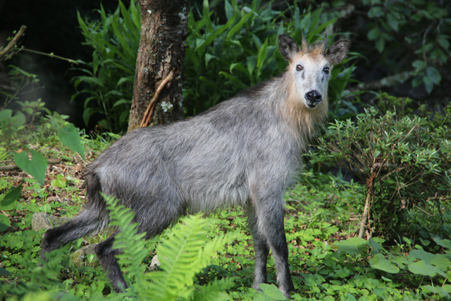 photo of Japanese Serow(Capricornis crispus)