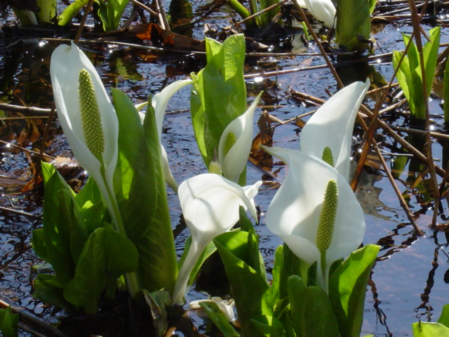 タイトル　水芭蕉