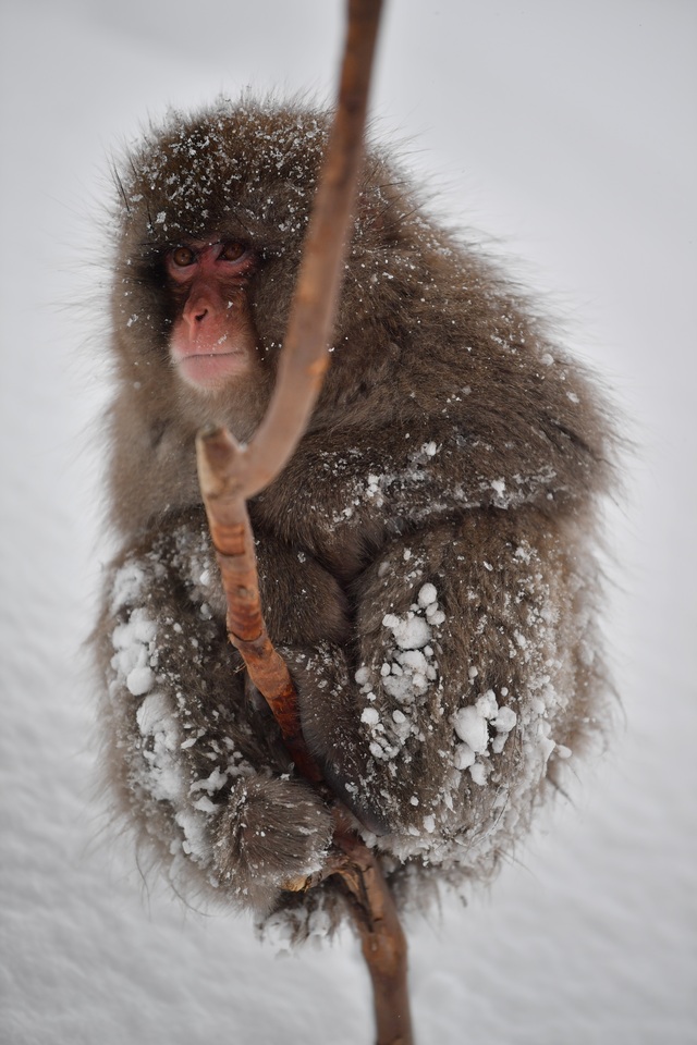 タイトル　雪猿