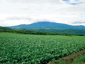 photo of Highland Vegetable Field