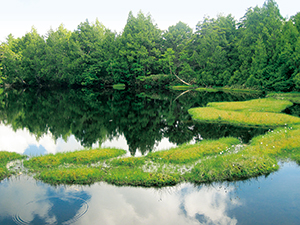 photo of Shibuike Pond (depression in lava rock)