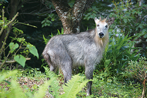 photo of Japanese Serow