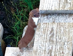 photo of Stoat