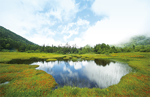 photo of High Moor (Shijuhachiike Marshland)