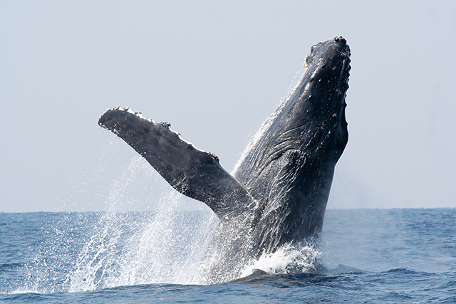 photo of Humpback Whale