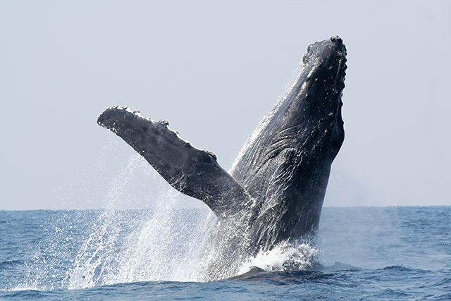 ザトウクジラの写真