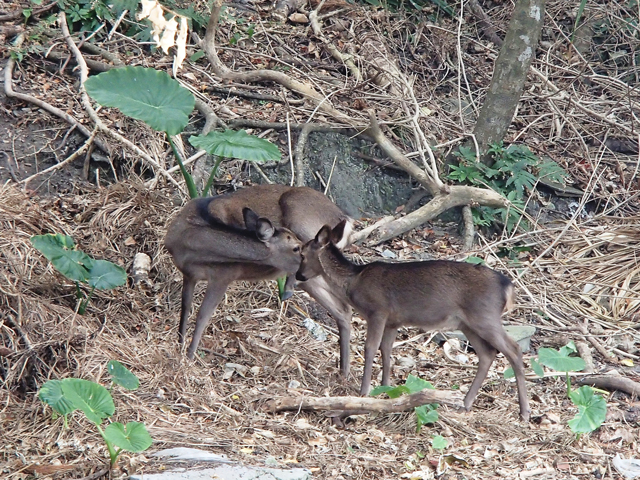 photo of Kerama Sika