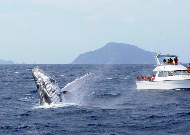 photo of Whale Watching