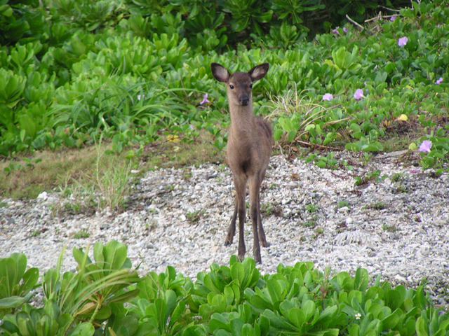 タイトル　ケラマジカ