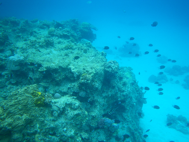 タイトル　海中景観8