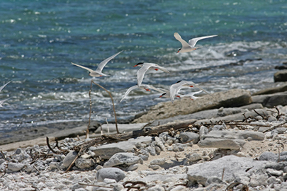 photo 5 of Keramashoto National Park