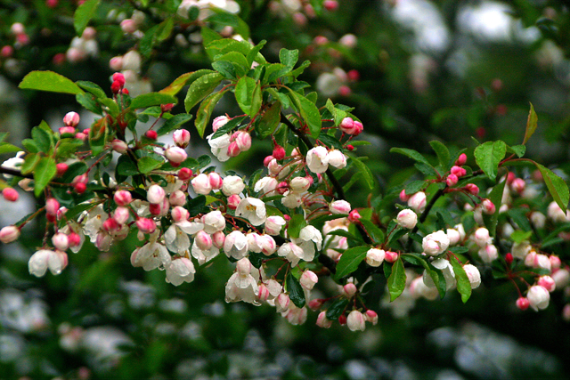 photo of Malus spontanea