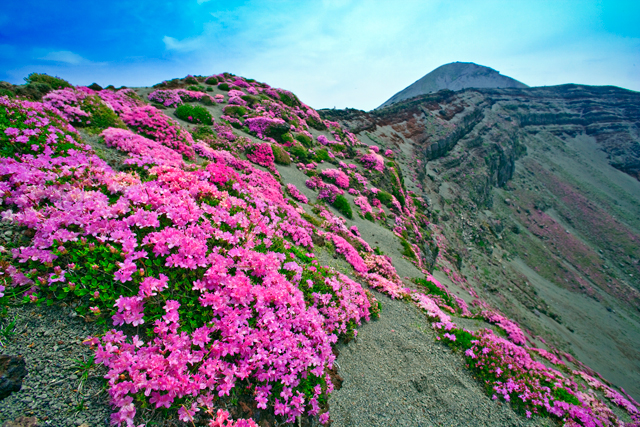 photo of Rhododendron kiusianum