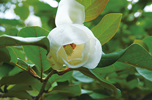 photo of Magnolia sieboldii ssp. Japonica