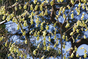 photo of Fragrant Witchhazel Photograph provided by Takeyoshi Kamamiya