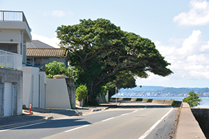 photo of Banyan Tree