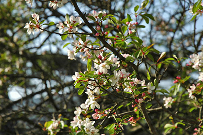 photo 7 of Kirishima-Kinkowan National Park