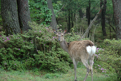 photo 10 of Kirishima-Kinkowan National Park