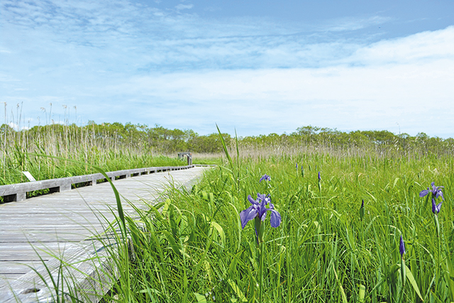 photo of Onnenai Wooden Path