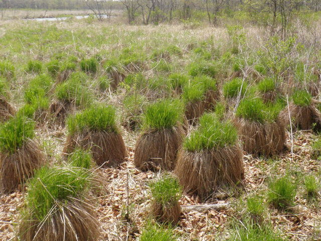 photo of Yachibouzu