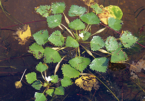 photo of Water Chestnut Floating on the Lake Surface