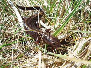 photo of the Siberian salamander