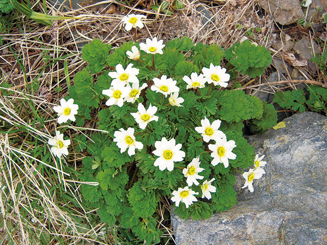 photo of Callianthemum hondoense