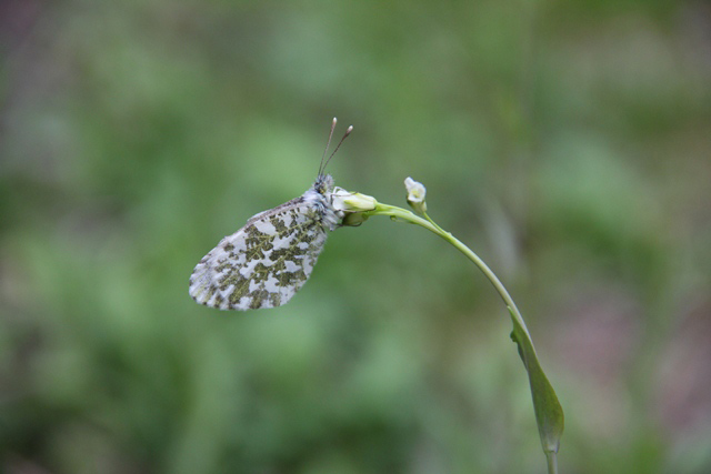 photo of Anthocharis cardamines niphonica