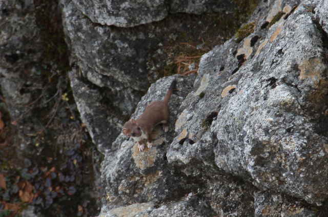 photo of Japanese Stoat