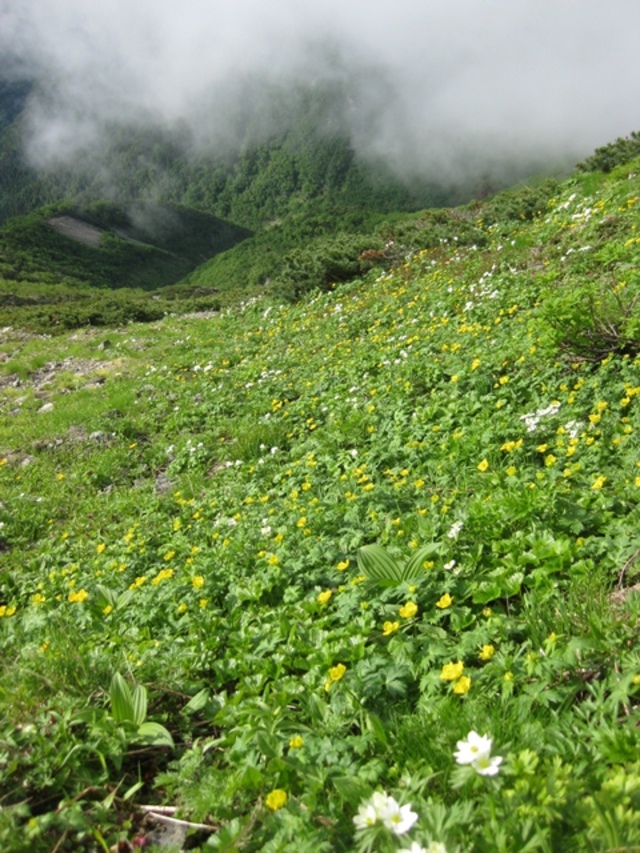 タイトル　荒川岳お花畑