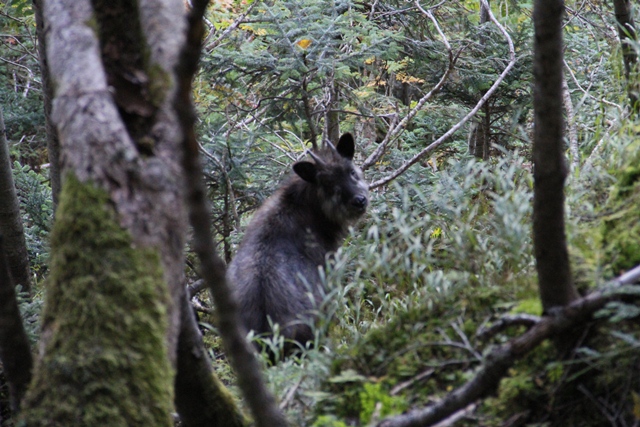 タイトル　ニホンカモシカ