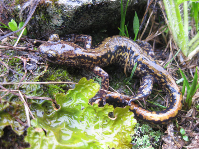 タイトル　ハコネサンショウウオ