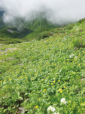 photo of Alpine meadows in Mt. Arakawa