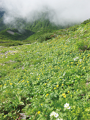 荒川岳のお花畑の写真