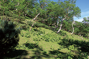 亜高山帯のダケカンバ林の写真