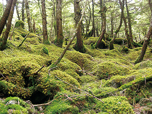 photo of  A Forest Floor Overgrown with Moss