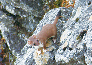 ホンドオコジョ（山岳地帯に生息する、肉食の小型哺乳類）の写真