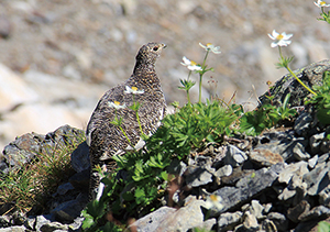 ライチョウの写真