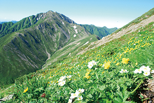 荒川前岳南東斜面のお花畑と赤石岳の写真